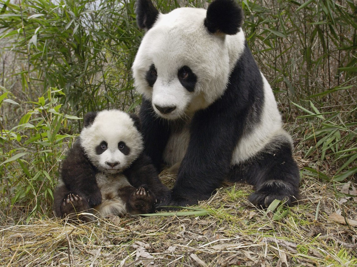 Giant-Panda-1140x855.jpg