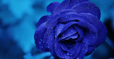 blue rose in winter