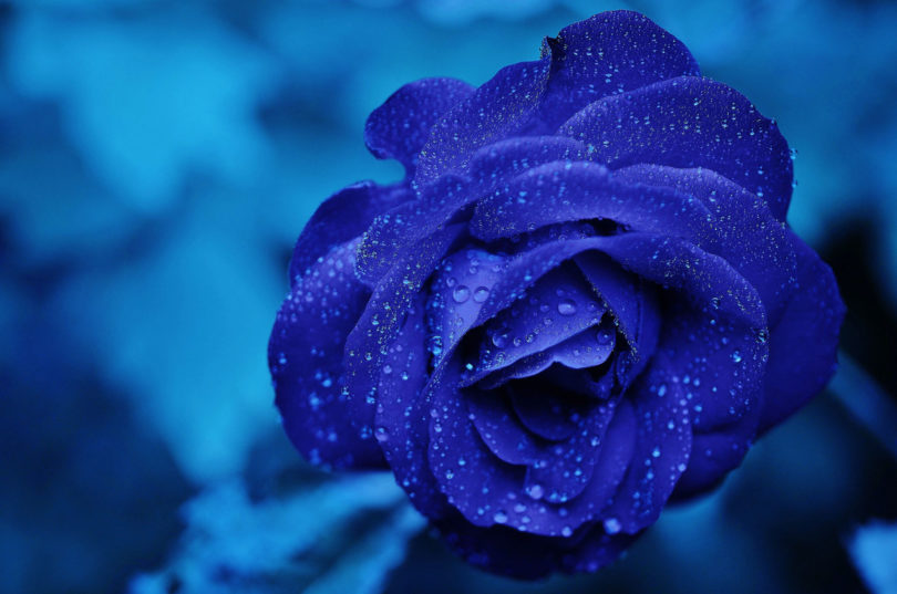 blue rose in winter